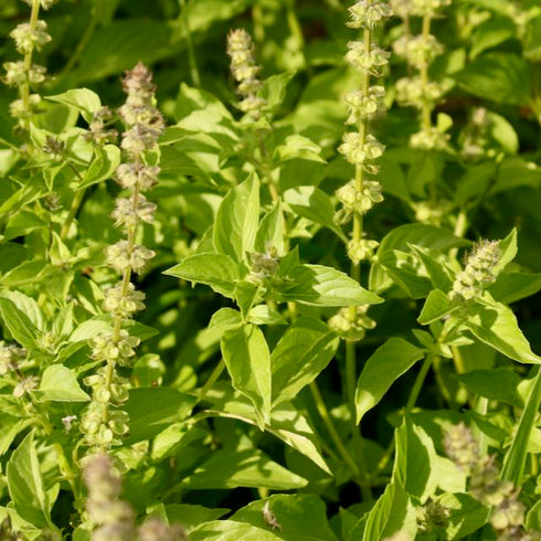 Lemon Basil